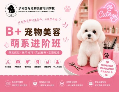 B+宠物美容进阶提升班