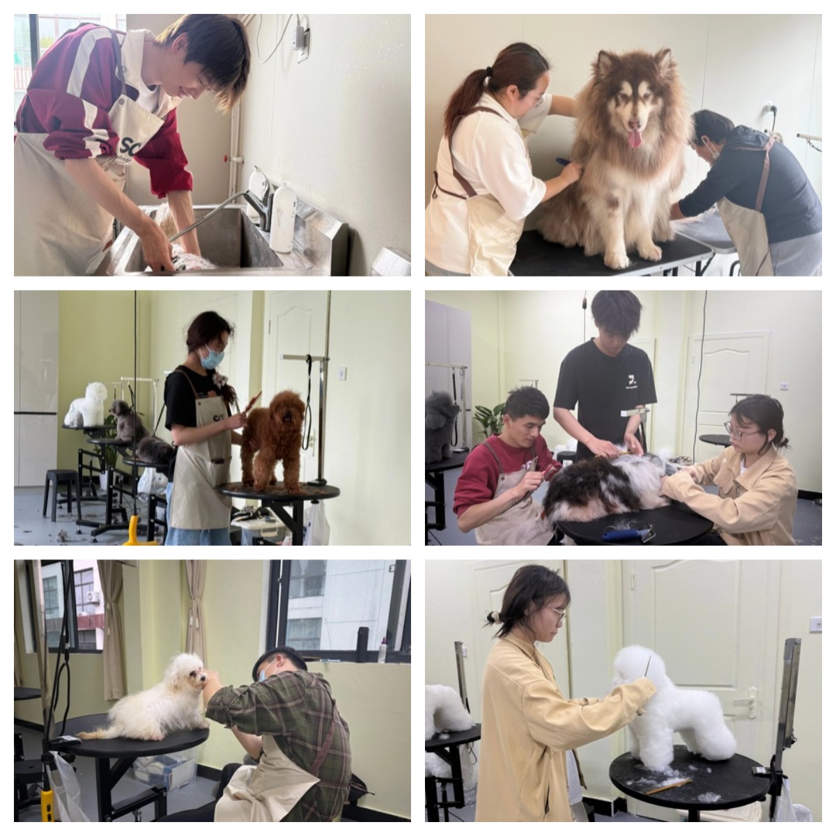 杭州市余杭区专业的宠物美容培训机构三大排名榜单发布