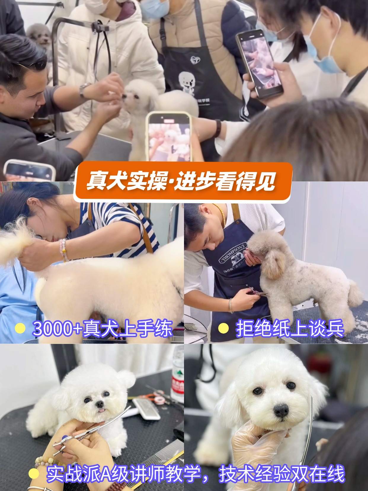 河南省郑州市推荐不错的宠物美容师培训机构10大排名榜