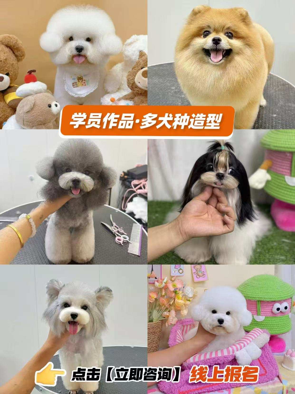 排名更新|河南郑州宠物美容师培训班前五名单实力排行曝光