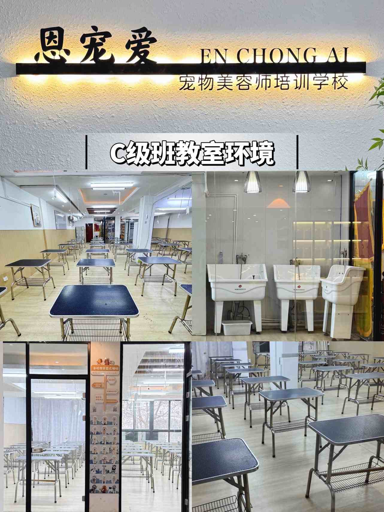 郑州值得力推的宠物美容培训班排行榜单公布推荐
