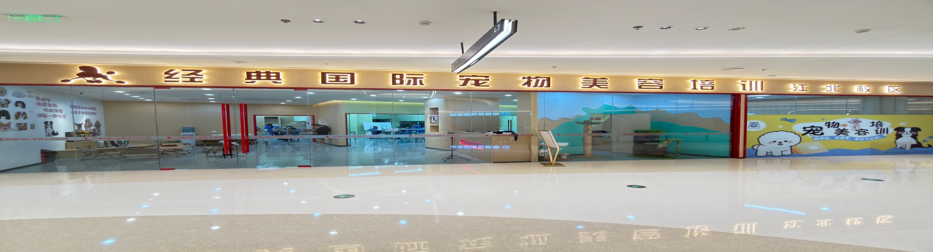 南京市宠物美容培训学校,实操教学手把手教学,集训助力掌握宠物美容技艺