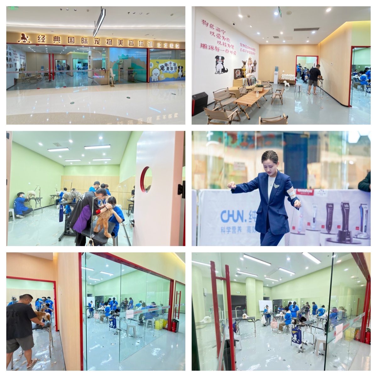 南京市宠物美容培训学校,实操教学手把手教学,集训助力掌握宠物美容技艺