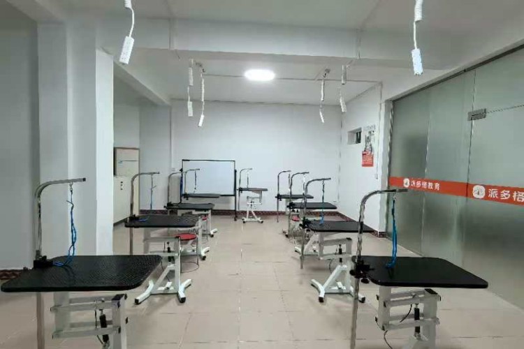 南宁派多格宠物美容培训